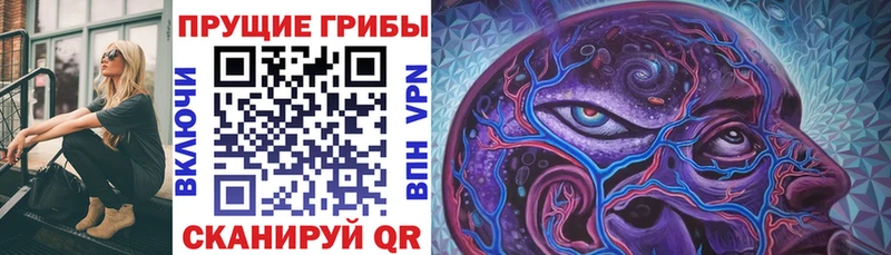 Галлюциногенные грибы Psilocybe  ОМГ ОМГ tor  Багратионовск 